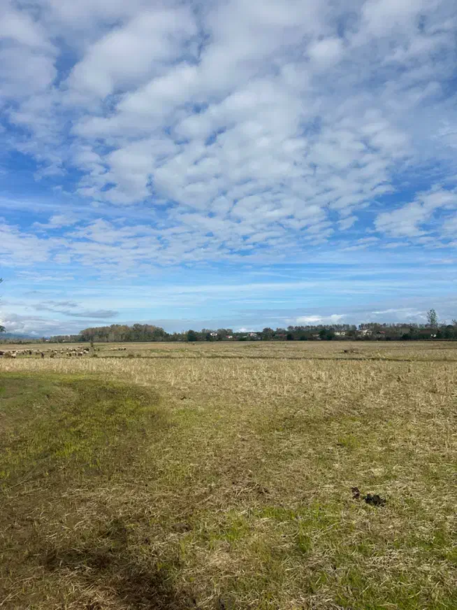 فروش11000مترزمین مناسب کاشت کیوی و برنج|فروش زمین و ملک کلنگی|لیسار, |دیوار