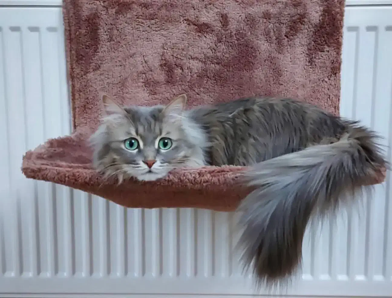 جای خواب شوفاژی گربه|لوازم جانبی حیوانات|بهشهر, |دیوار