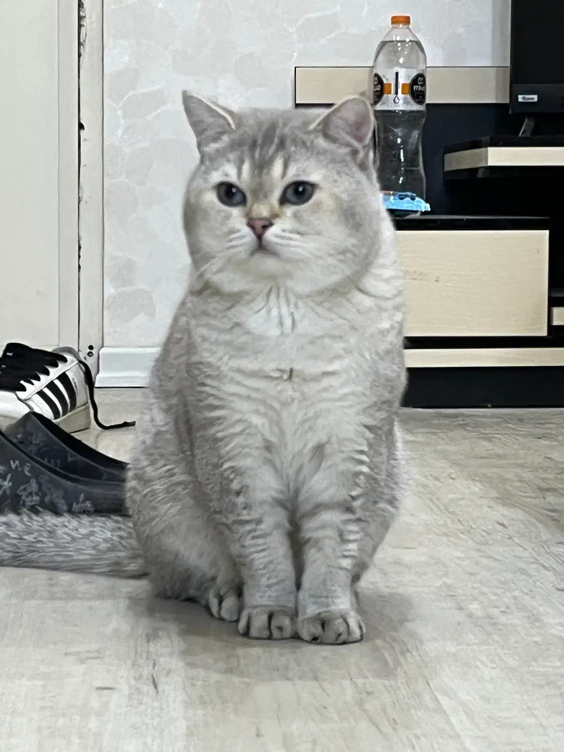 واگذاری بچه گربه|گربه|قزوین, |دیوار