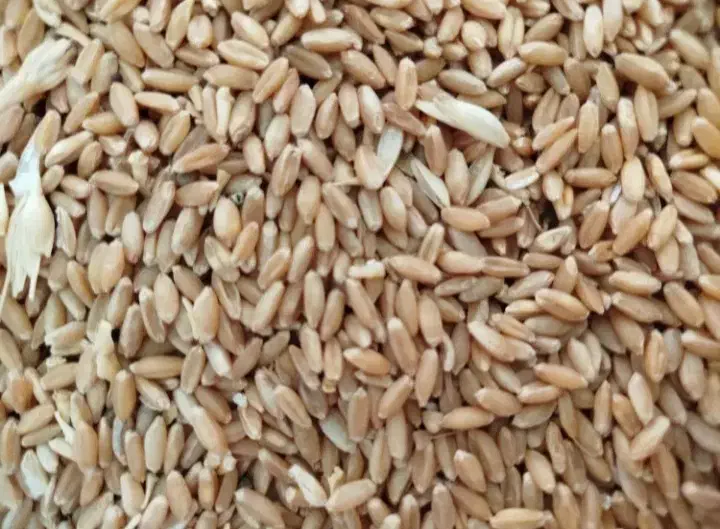 گندم درجه یک|عمدهفروشی|اهر, |دیوار