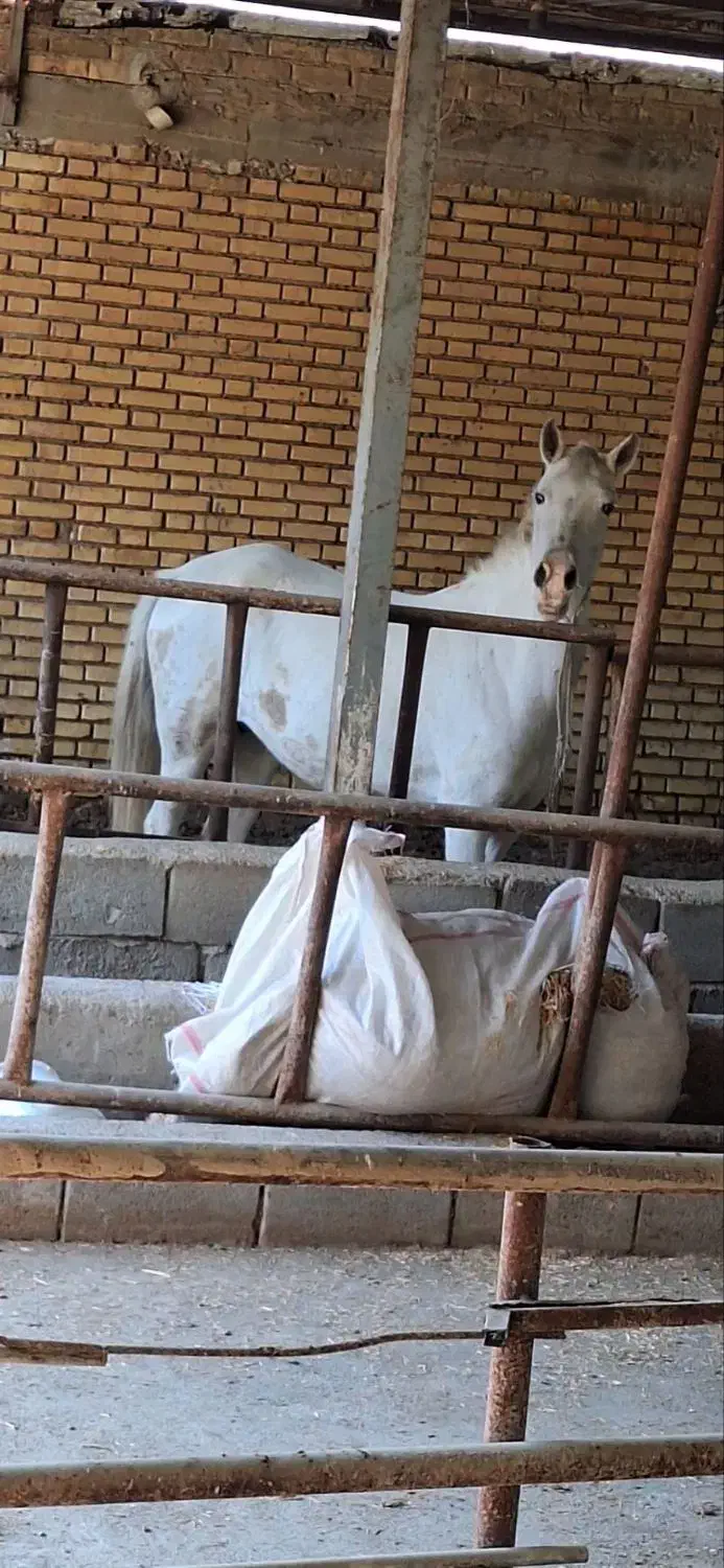 دوتا اسب حمدانی|اسب و تجهیزات اسبسواری|آبادان, |دیوار