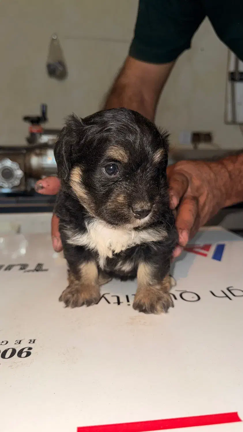 واگذاری سگ|سگ|فردیس, منظریه|دیوار