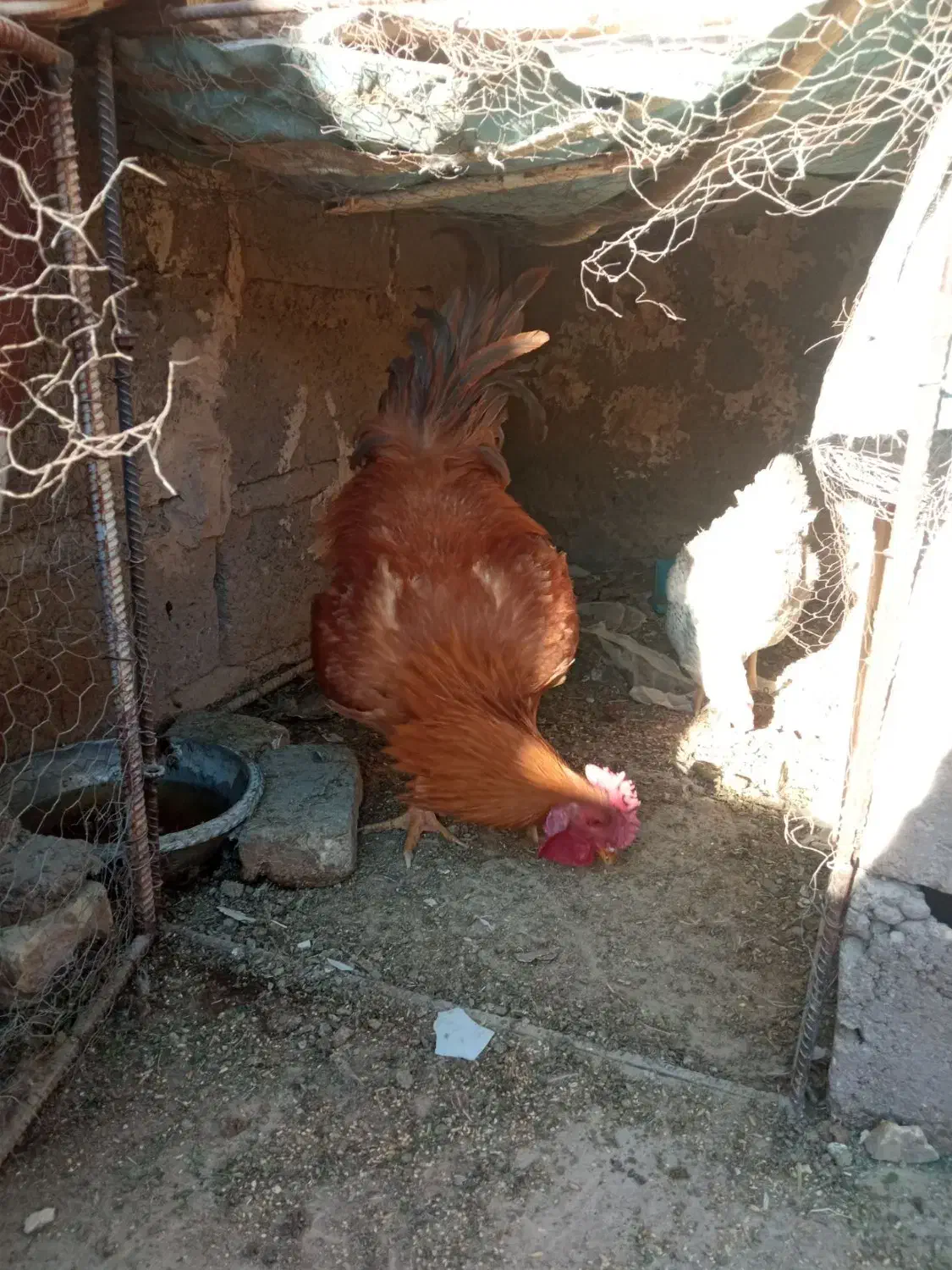 فروش مرغ و خروس|حیوانات مزرعه|راور, |دیوار