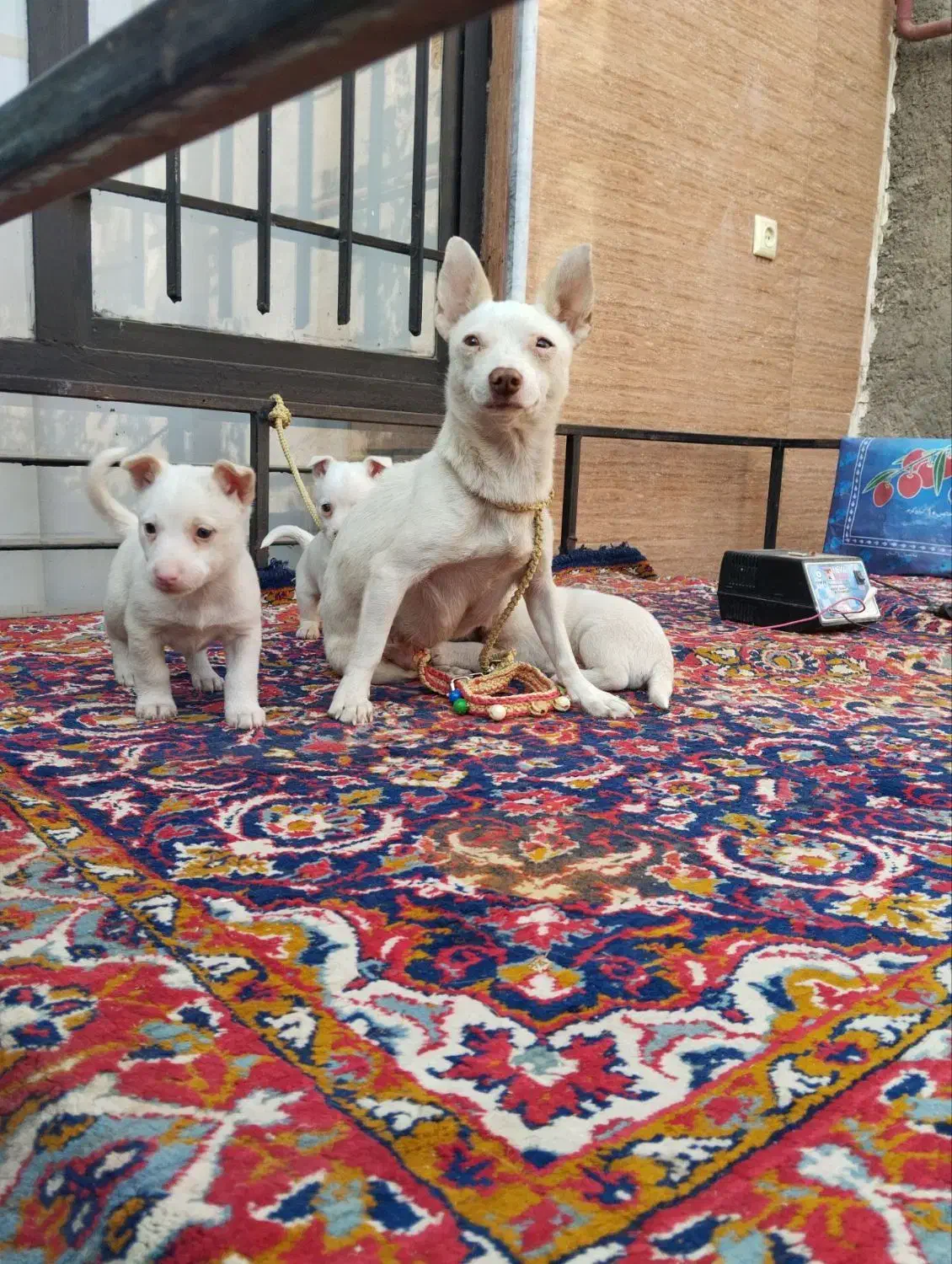 سگ پاکوتاه|سگ|نیشابور, حقیه|دیوار