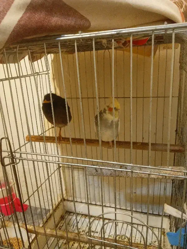 پرنده|پرنده|اهواز, کوی صنایع|دیوار