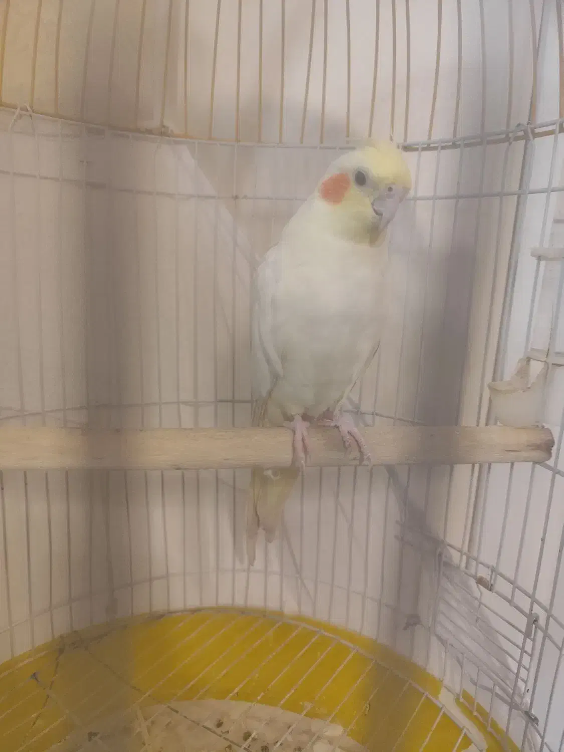 عروس هلندی لوتینو با قفس|پرنده|تهران, کوی بیمه|دیوار