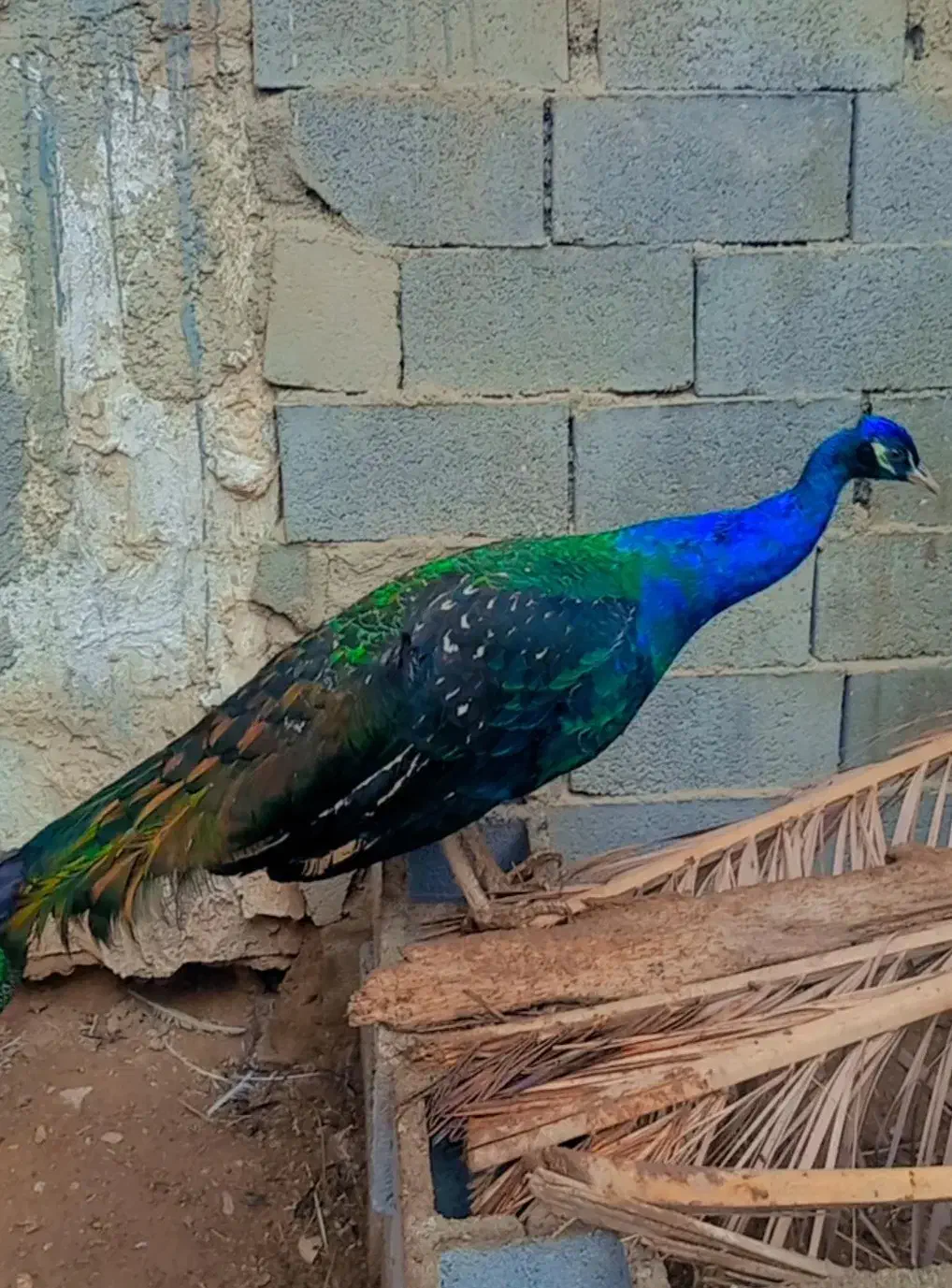 طاووس نر مصری|حیوانات مزرعه|جهرم, |دیوار