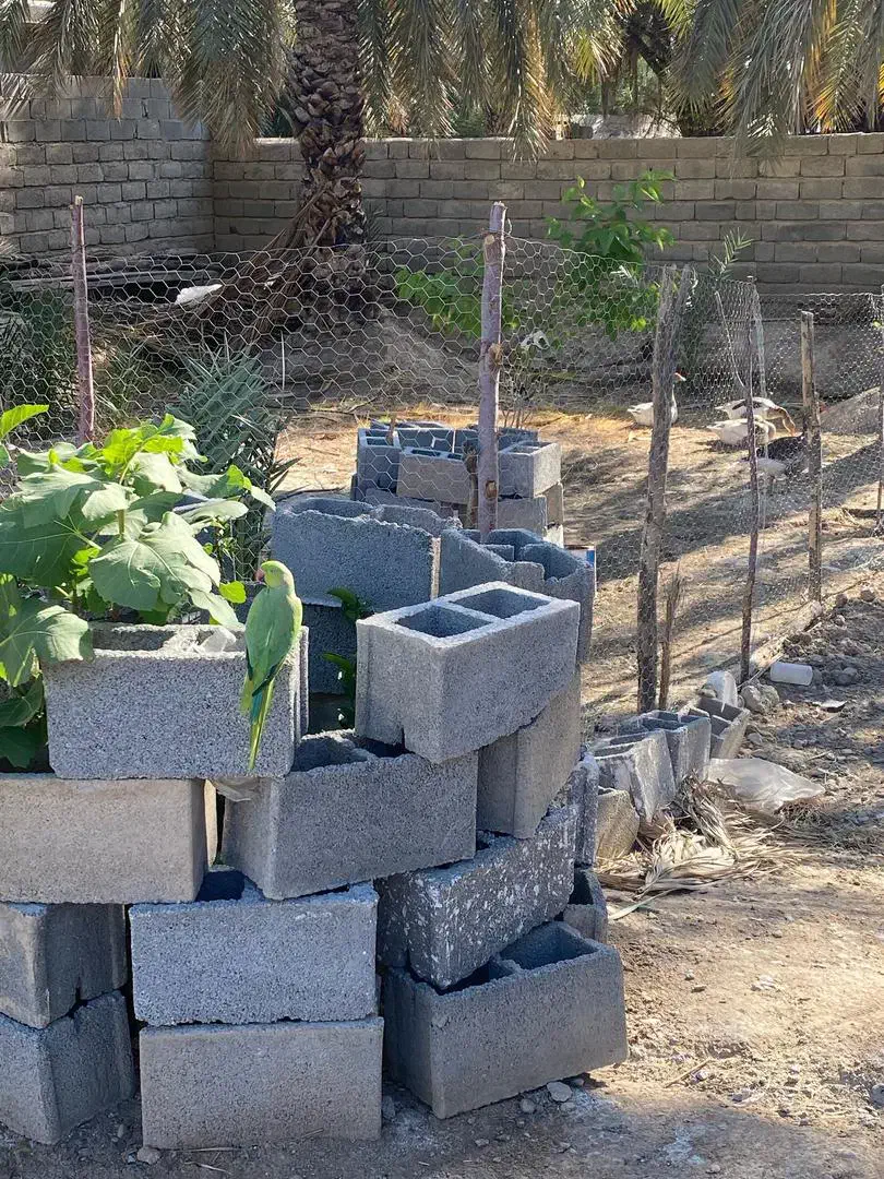طوطی ملنگو|پرنده|بندرعباس, |دیوار