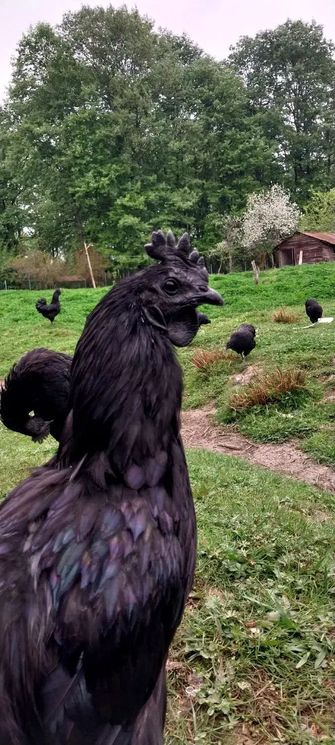 تخم مرغ نطفه دار آیام سمانی|حیوانات مزرعه|رضوانشهر, |دیوار