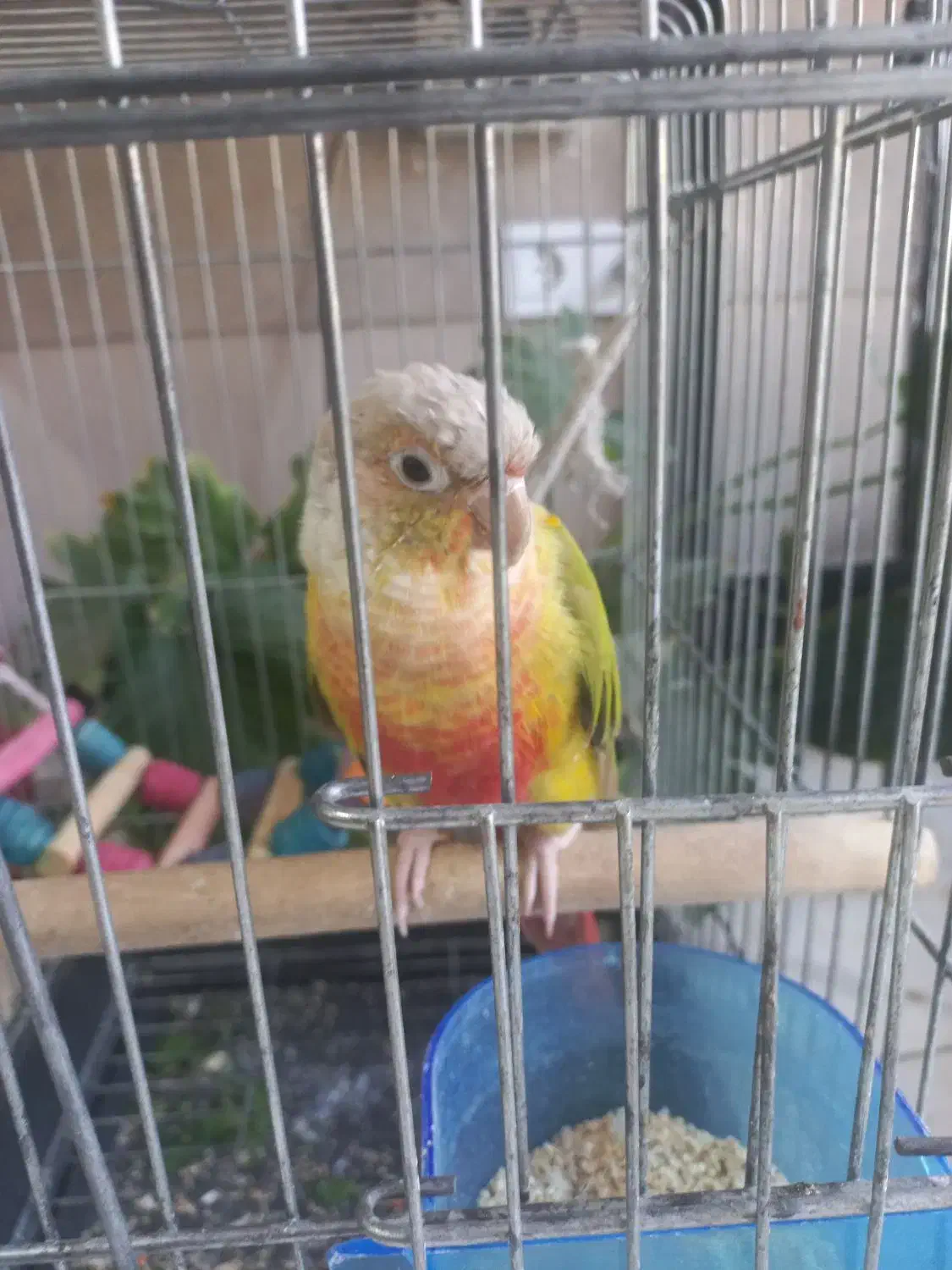 گرینچیک ماده|پرنده|کهریزک, |دیوار