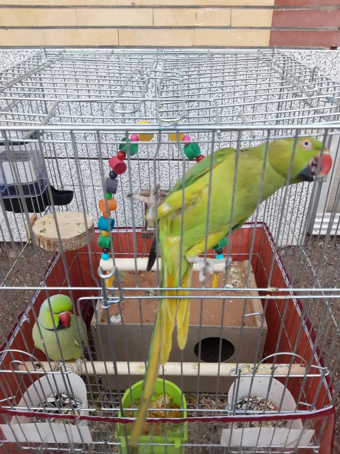 فروشی|پرنده|یزدان شهر, |دیوار