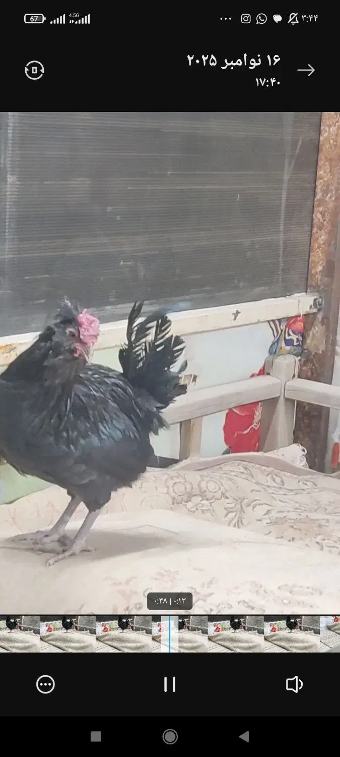 مرغو خروس گلین مشکی و طوسی|حیوانات مزرعه|قم, یزدانشهر|دیوار