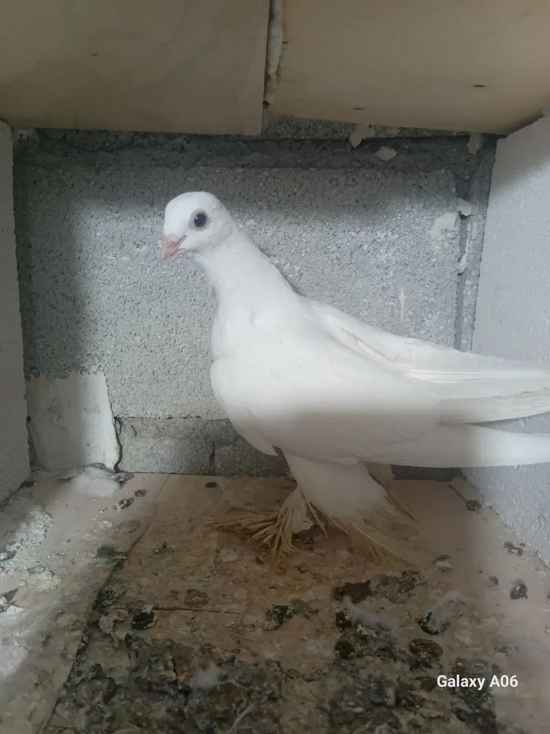 کبوتر پرنده|پرنده|بستان آباد, |دیوار