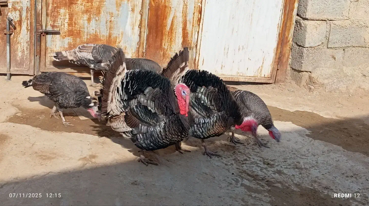 دو بوقلمون نر پنج بوقلمون ماده|حیوانات مزرعه|انزل, |دیوار