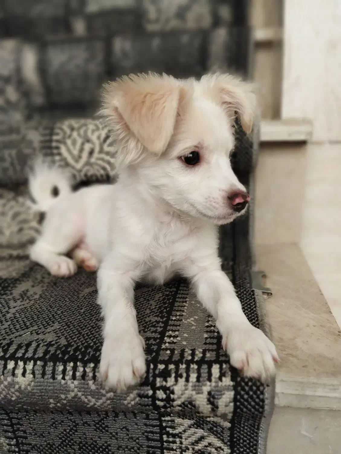 سگ اشپیتز|سگ|قم, شهرک فاطمیه|دیوار