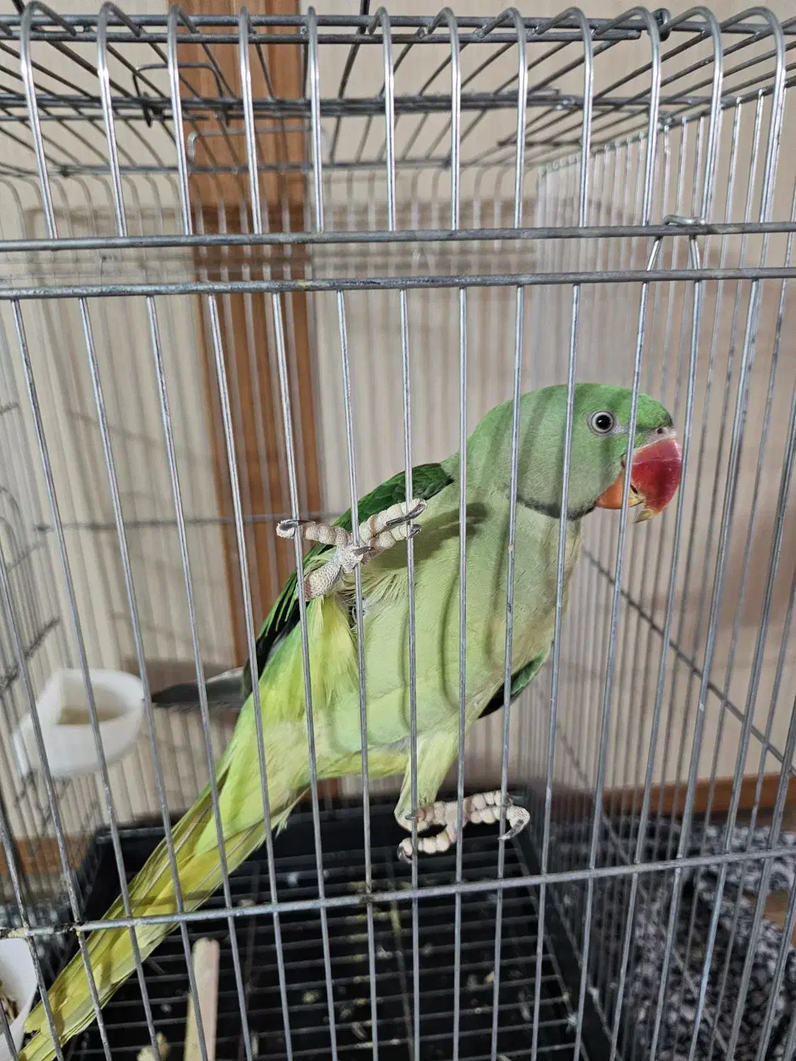 شاهطوطی|پرنده|قم, دورشهر|دیوار