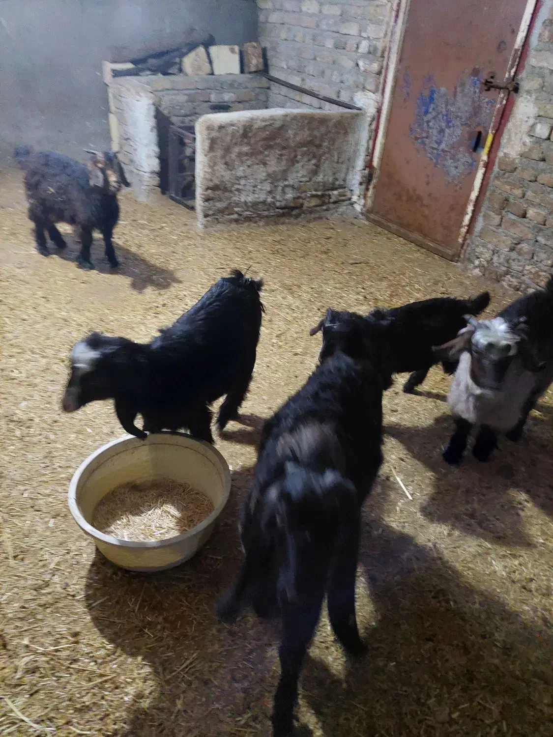 بز و بی|حیوانات مزرعه|دورود, |دیوار