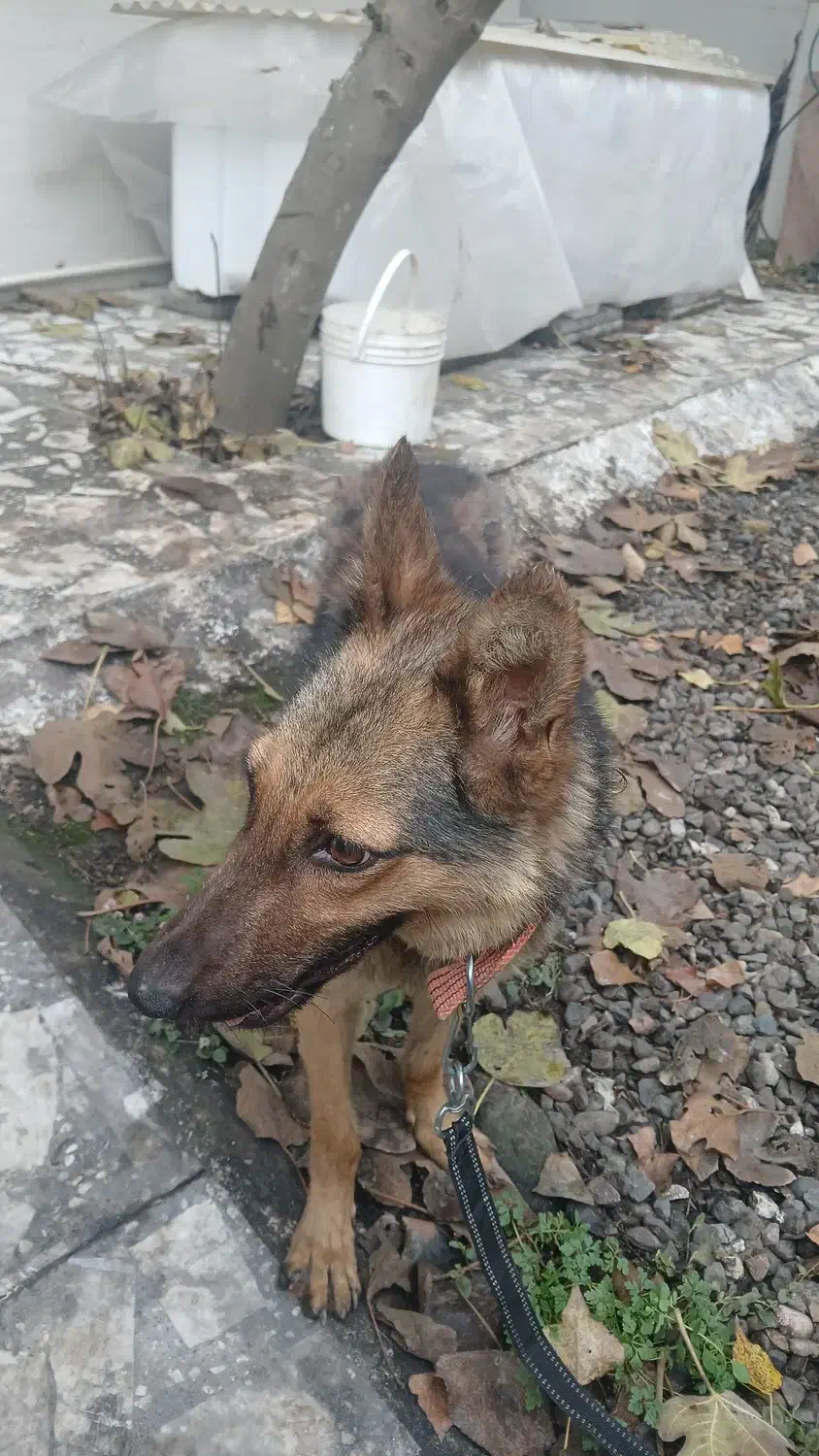 واگذاری رایگان سگ ژرمن|سگ|لنگرود, |دیوار