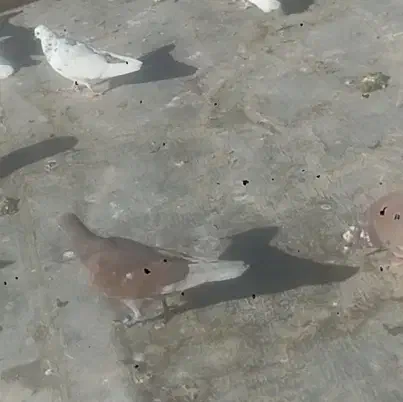 کبوتر مرگور|پرنده|سیلوانه, |دیوار