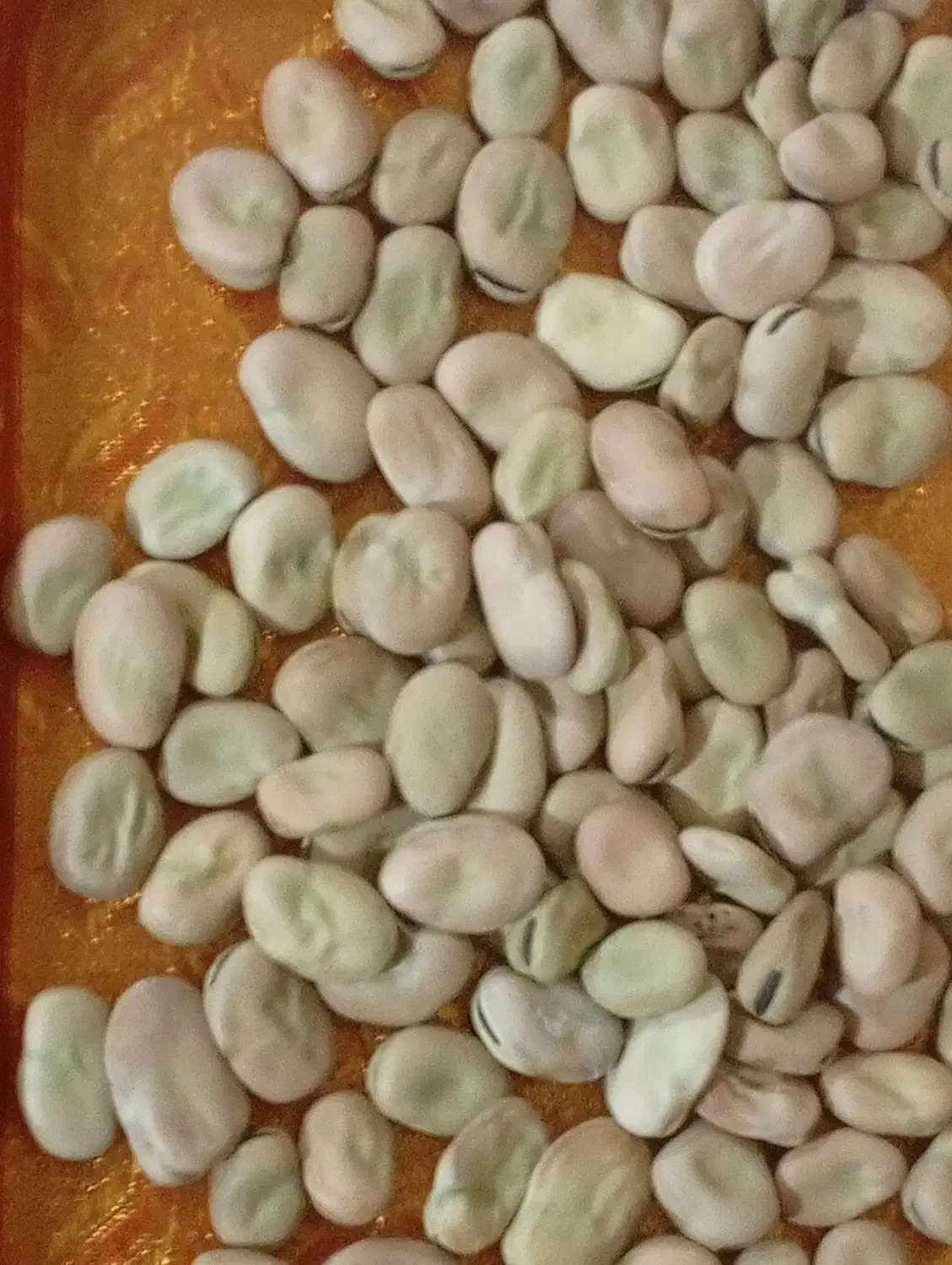 پاخلاخشک|عمده‌فروشی|مهربان, |دیوار