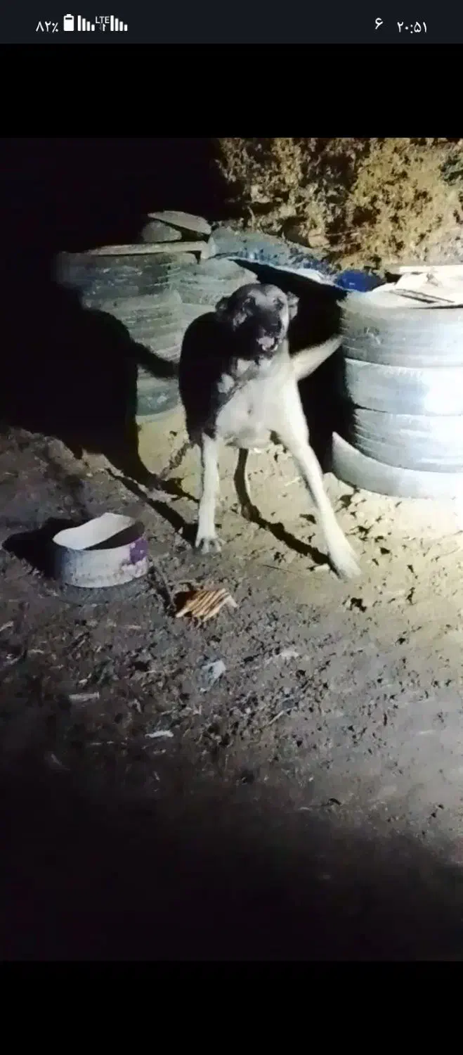 ماده سگ سرابی|سگ|پارس‌آباد, |دیوار