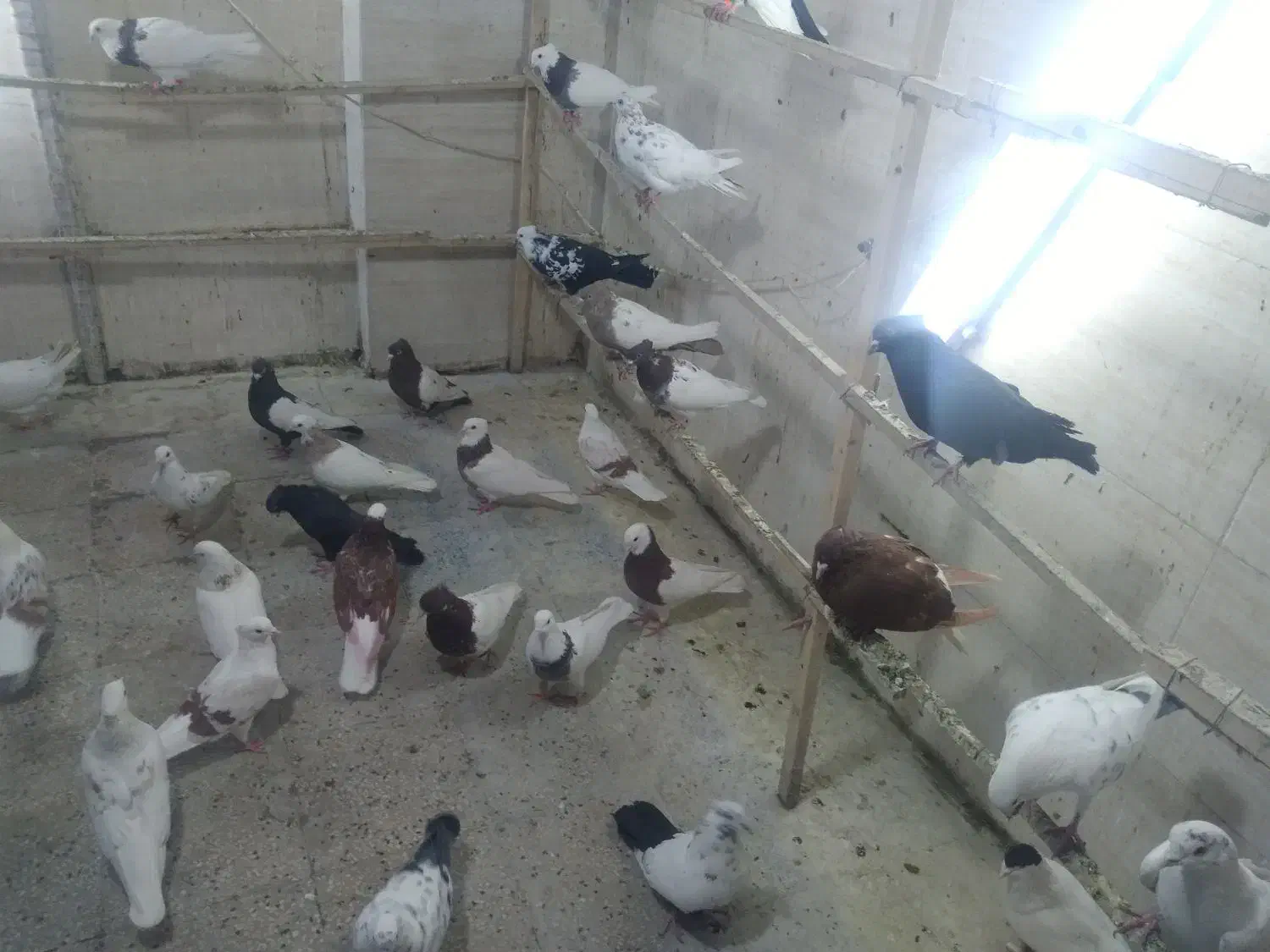 کبوتر|پرنده|دورود, |دیوار