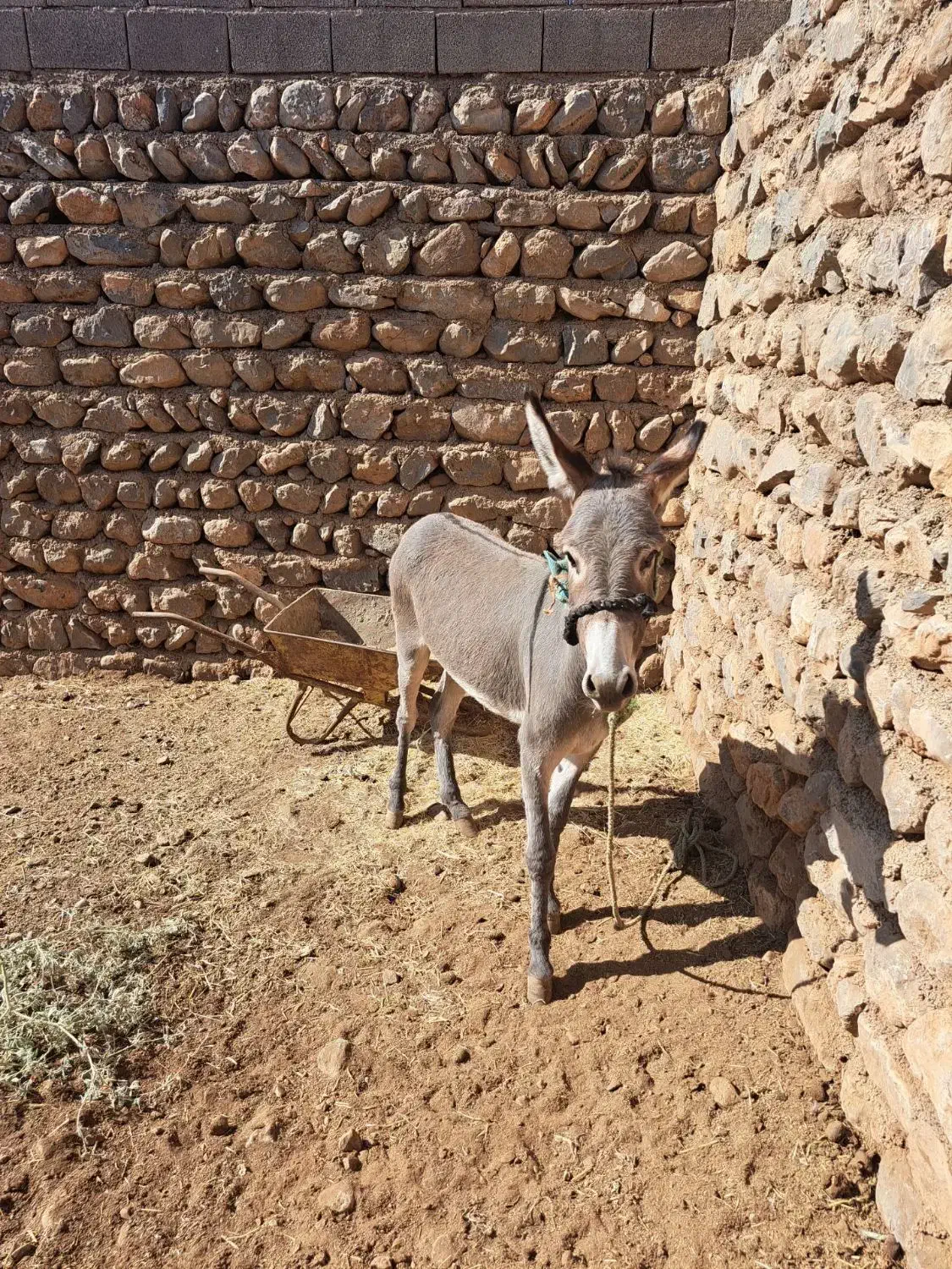 خر سرحال|حیوانات مزرعه|چگنی, |دیوار
