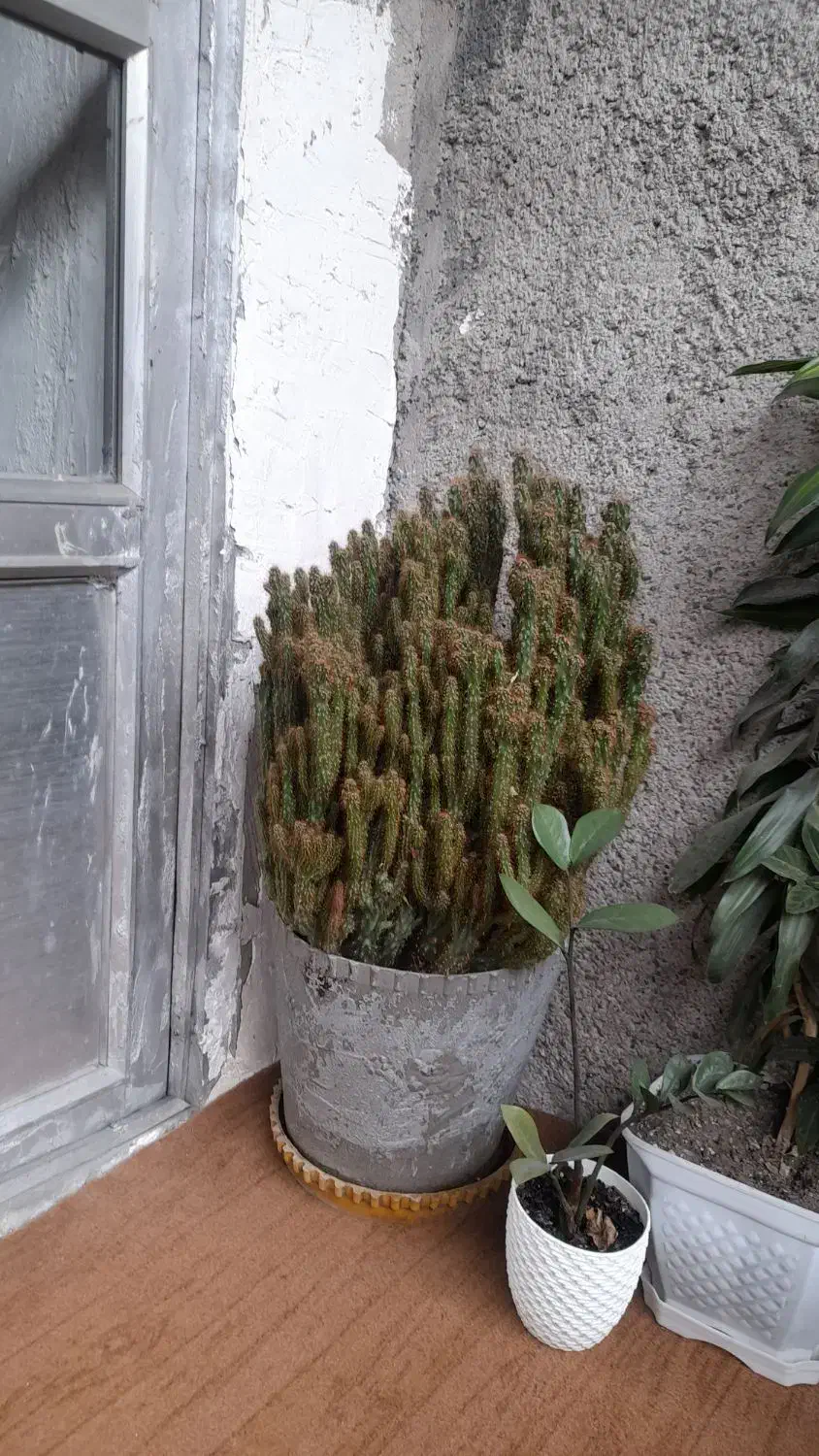 فروش گل طبیعی|گل و گیاه طبیعی|رشت, حمیدیان|دیوار