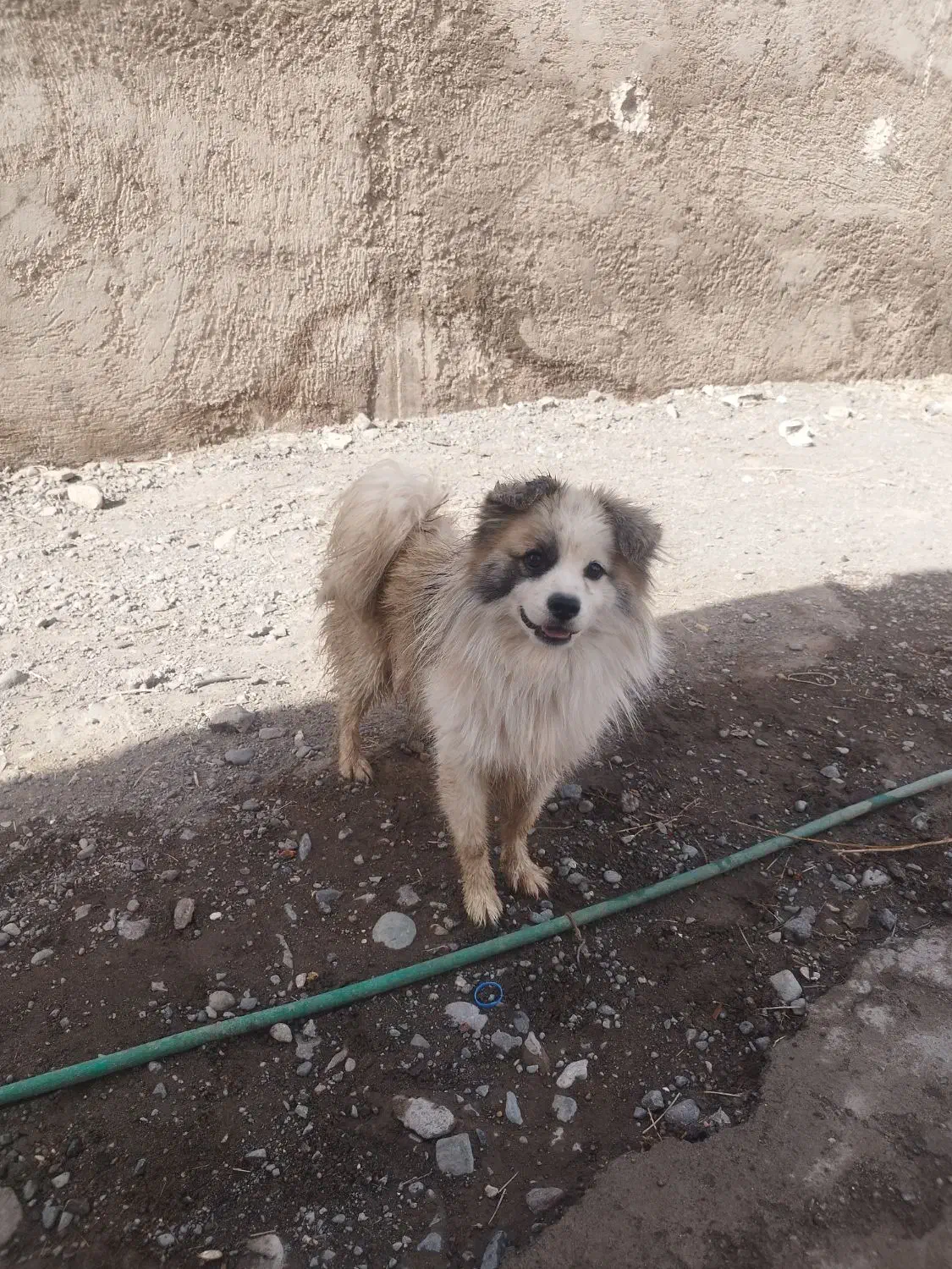 فروش سگ پامر|سگ|بم, |دیوار