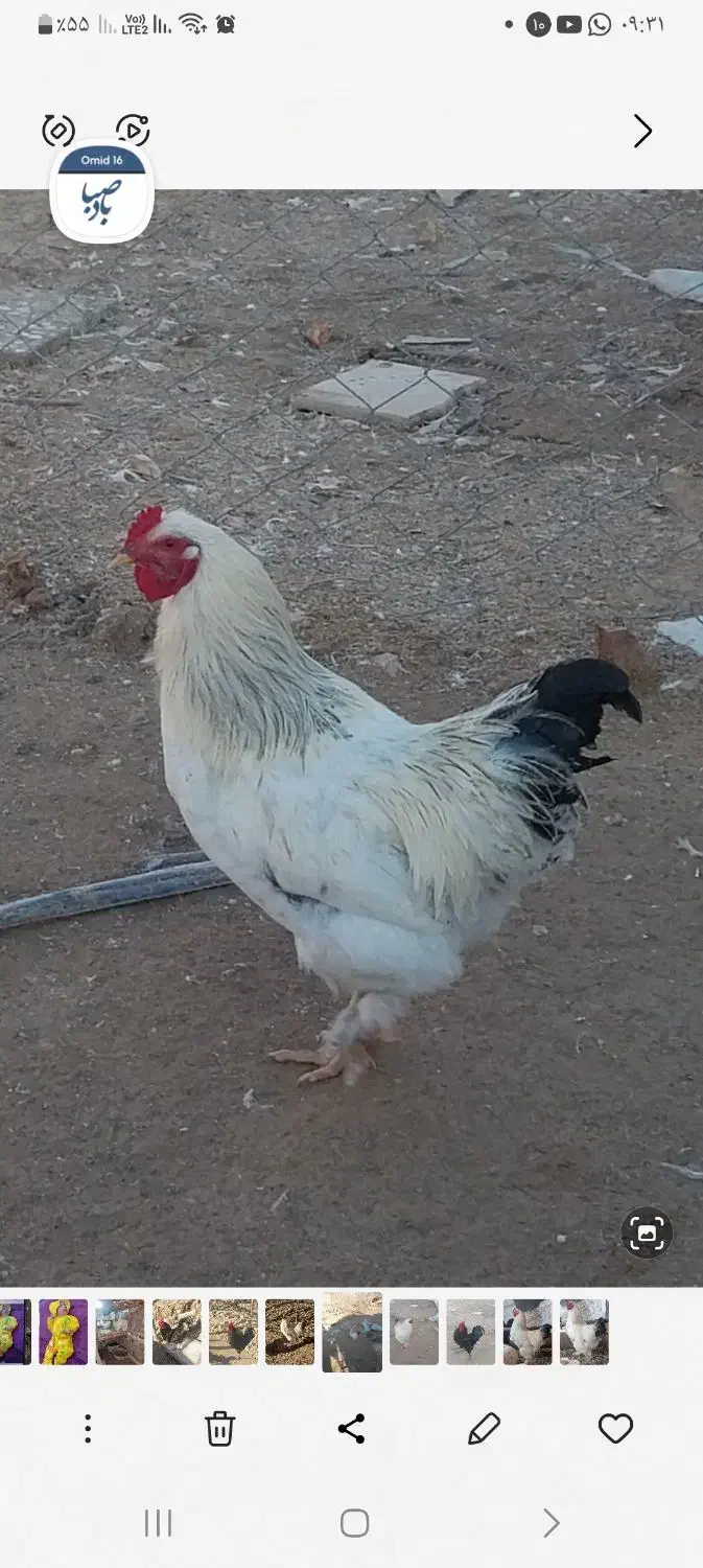 خروس|حیوانات مزرعه|اصفهان, عاشق‌آباد|دیوار