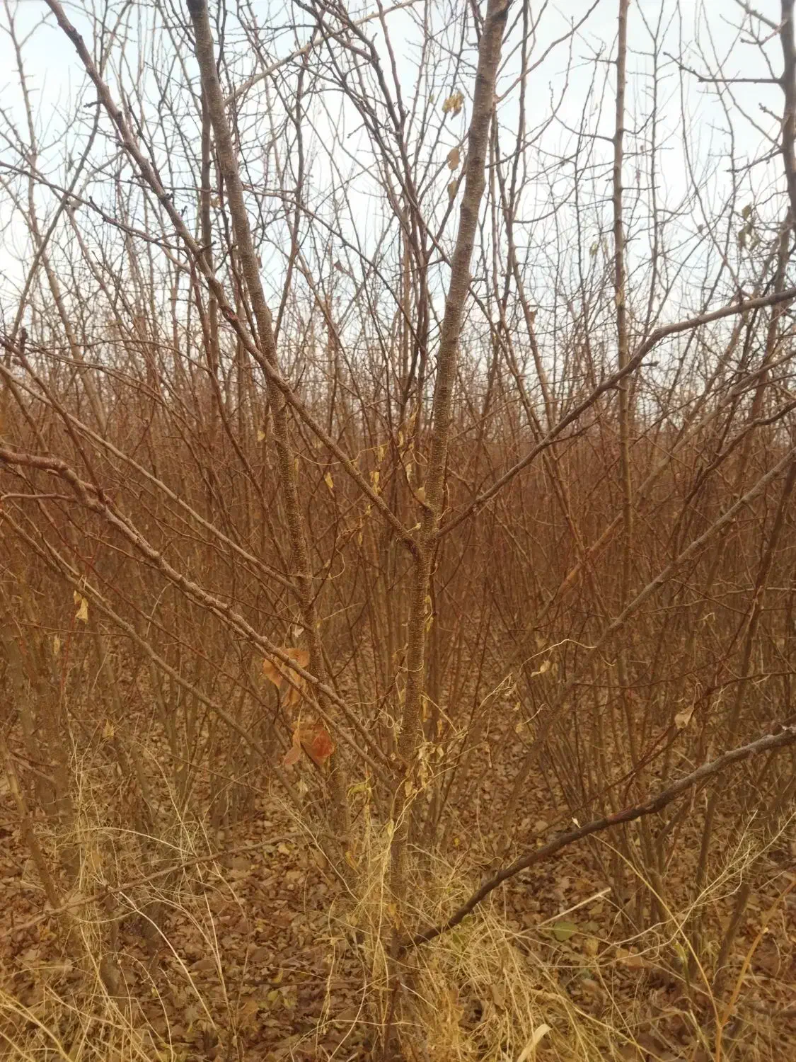 نهال|گل و گیاه طبیعی|میاندوآب, |دیوار