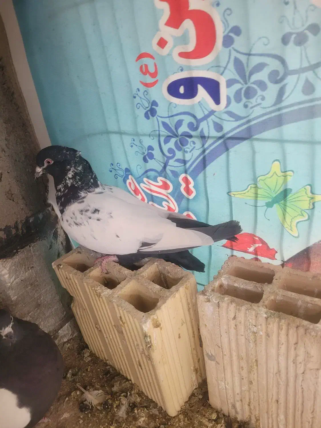 بلژیکی نر|پرنده|قم, شهر قائم|دیوار