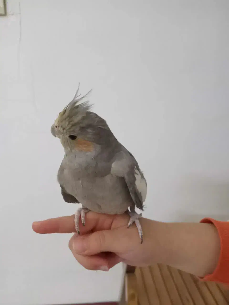 عروس هلندی سالم رودهن مهرآباد|پرنده|رودهن, |دیوار