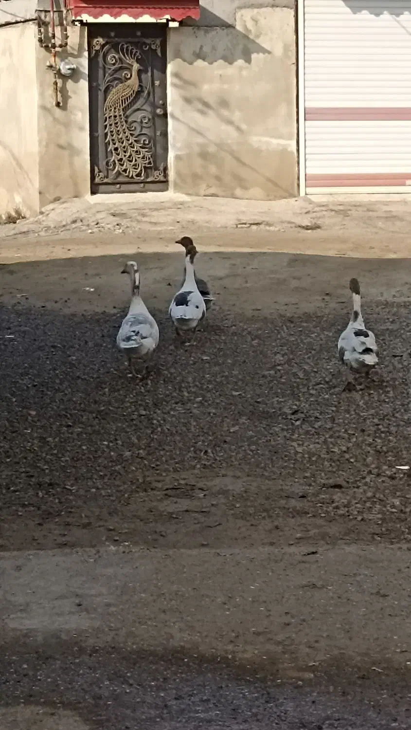 غاز محلی|حیوانات مزرعه|کومله, |دیوار