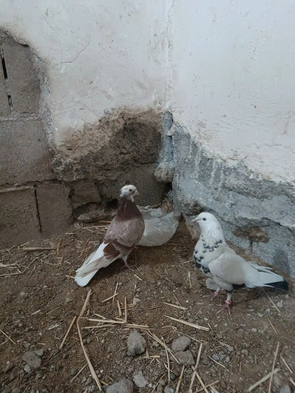 کفتر پرشی|پرنده|قلعه نو, |دیوار