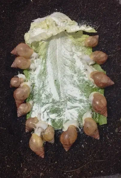 حلزون آلبینو|خزنده|بندرعباس, |دیوار