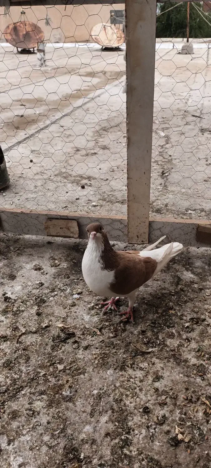 رنگی|پرنده|شوشتر, |دیوار