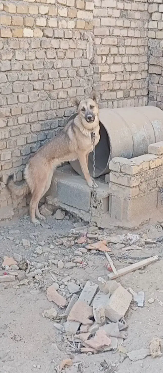 سگ ژرمن|سگ|ساروق, |دیوار