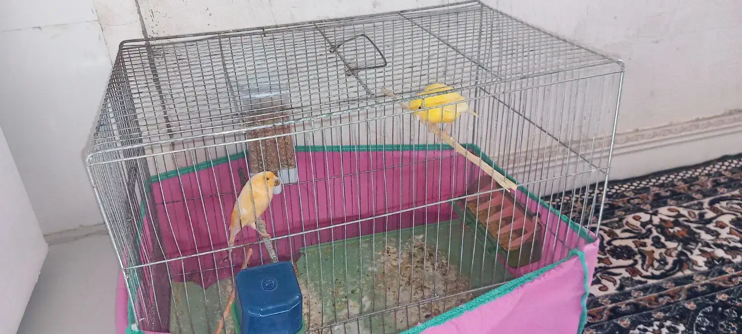 قناری|پرنده|سنقر, |دیوار