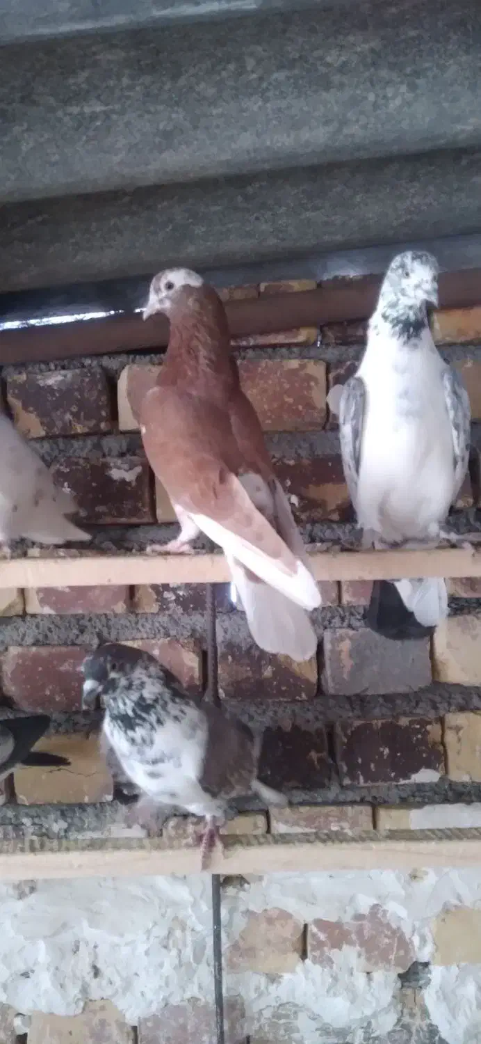 ماده انگلیسی|پرنده|معصومیه, |دیوار