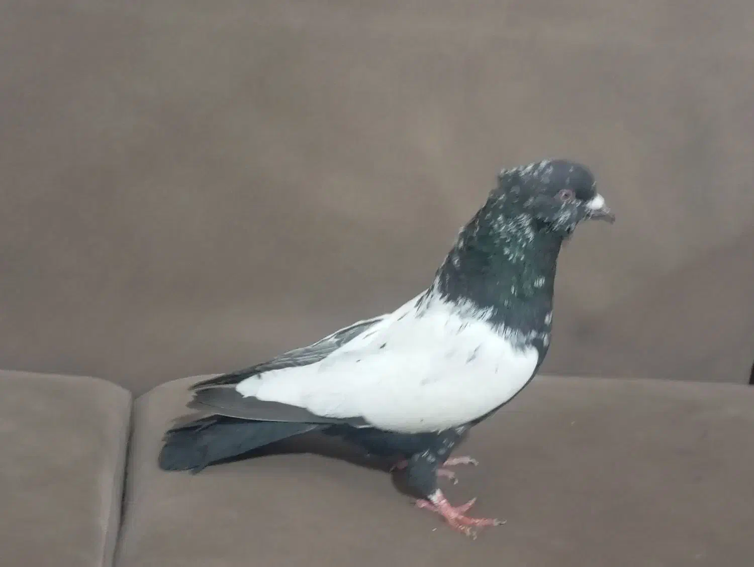 کبوتر کوهی|حیوانات|خرم‌آباد, |دیوار