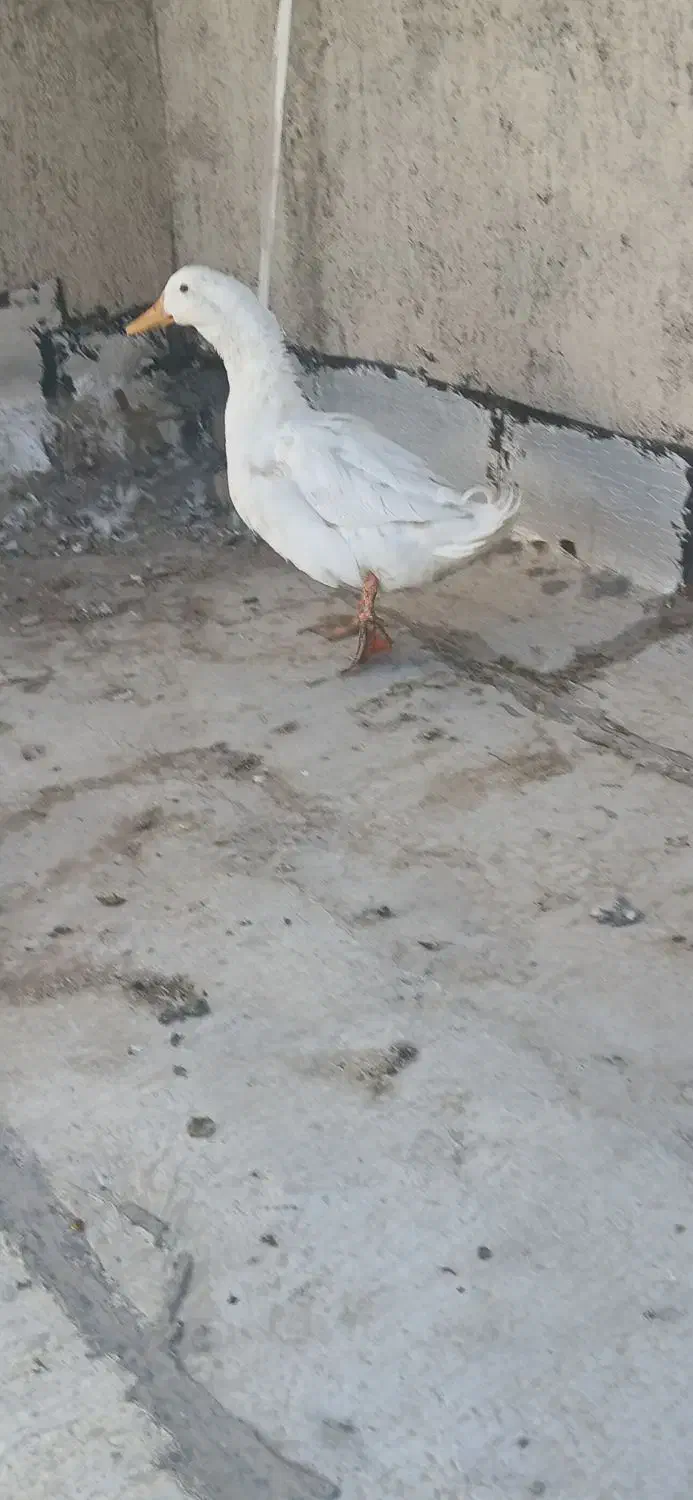 اردک مرغ خروس|حیوانات مزرعه|مشکین‌دشت, |دیوار