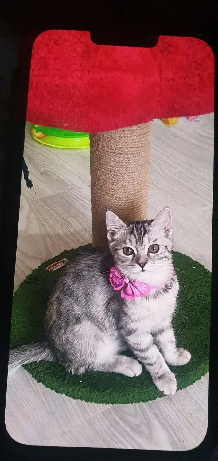 واگذاری یک بچه گربه میکس پرشین و بریتیش ماده|گربه|ارومیه, |دیوار