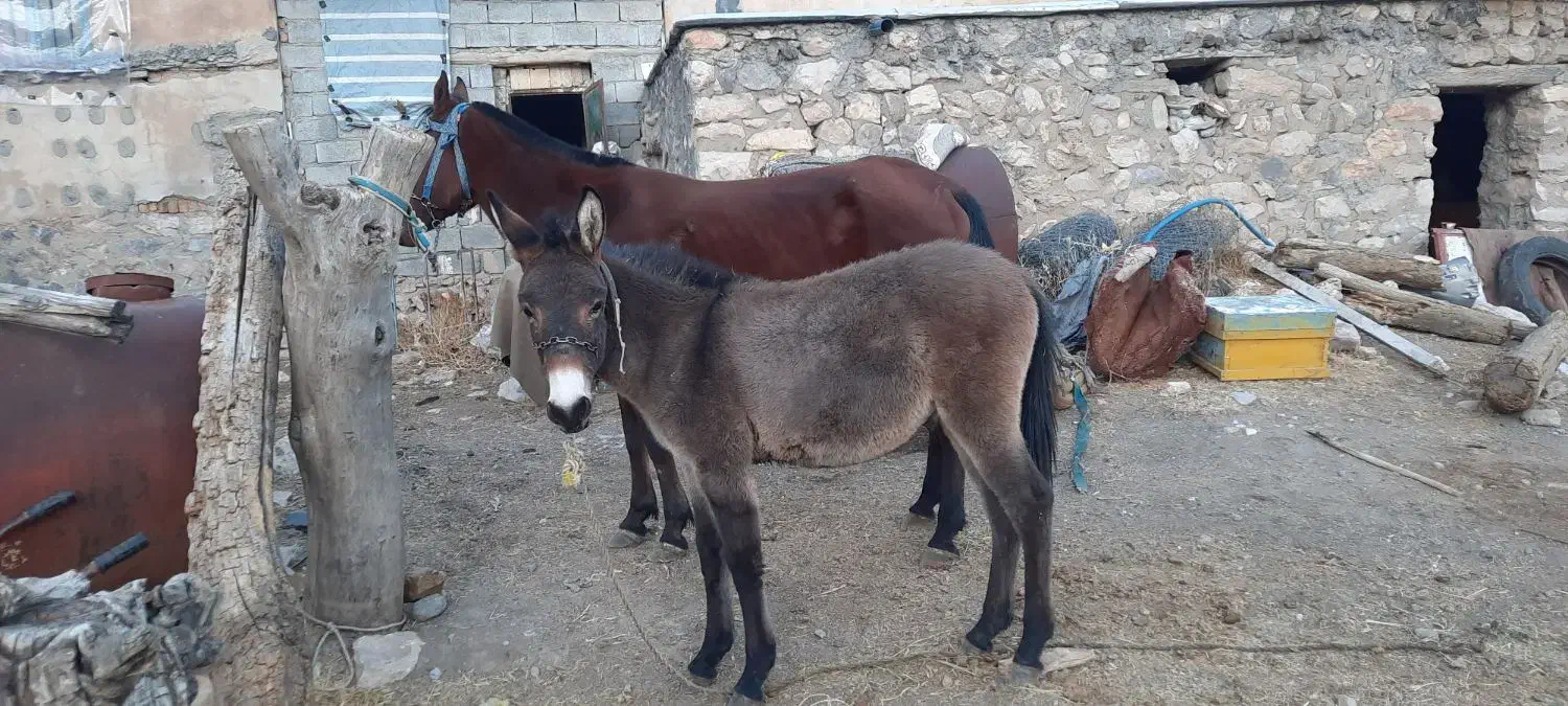 کوری قاطر ۸ماه|حیوانات مزرعه|کامیاران, |دیوار