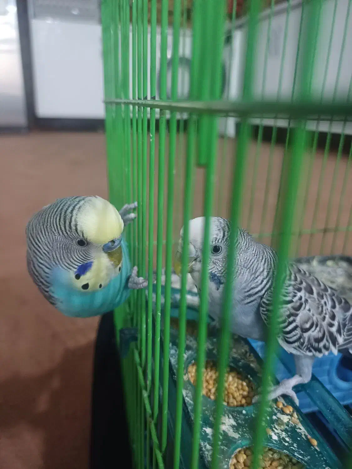 فروش مرغ عشق و طوطی برزیلی|پرنده|اهرم, |دیوار