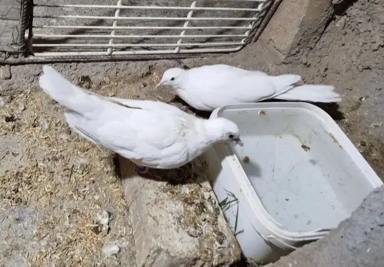 کفتر خانگی|پرنده|میبد, |دیوار