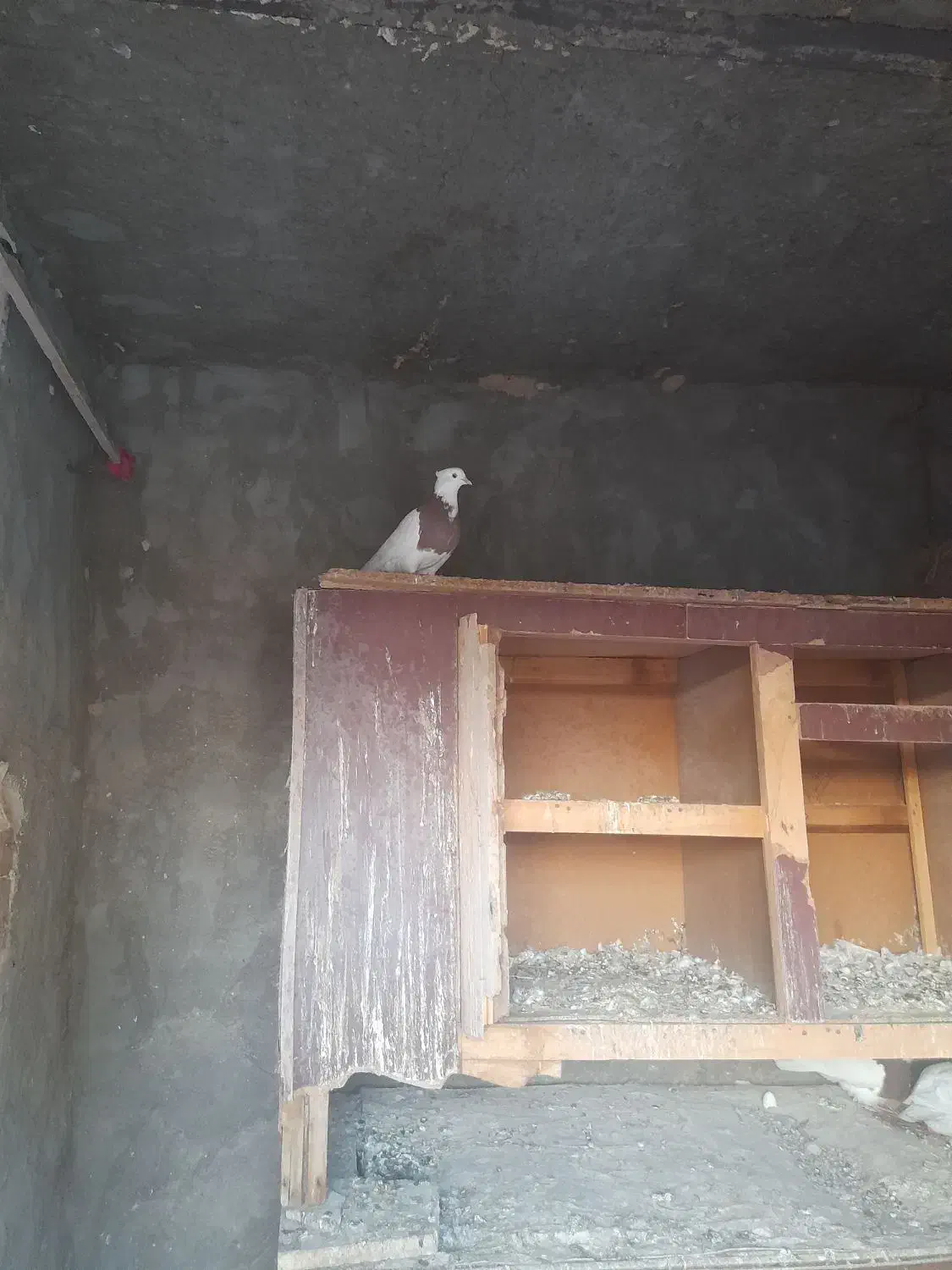 کبوتر طوقی|پرنده|کرخه, |دیوار