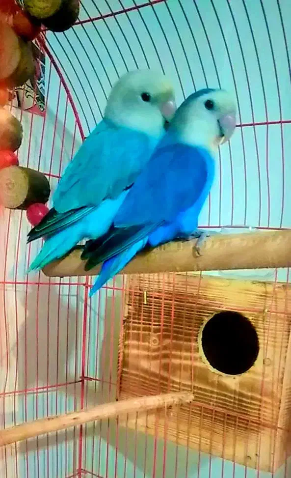 یک جفت طوطی کوتوله‌ برزیلی سخنگو|پرنده|بندرعباس, |دیوار