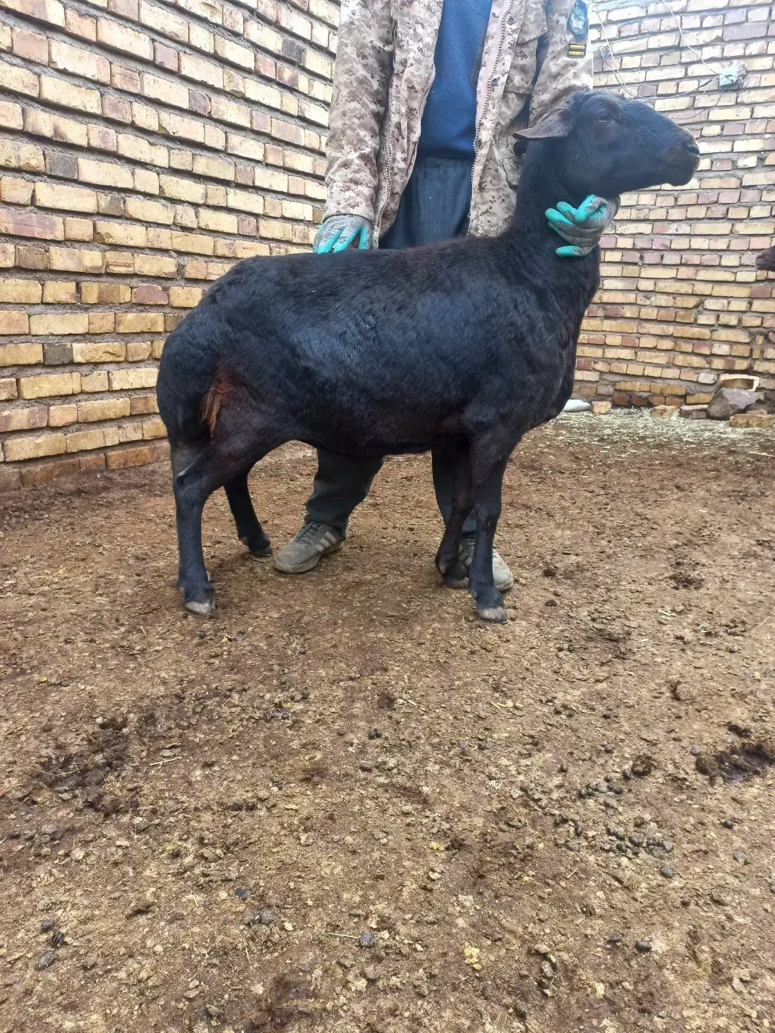 فروش 3عدد میش یا گوسفند|حیوانات مزرعه|حلب, |دیوار