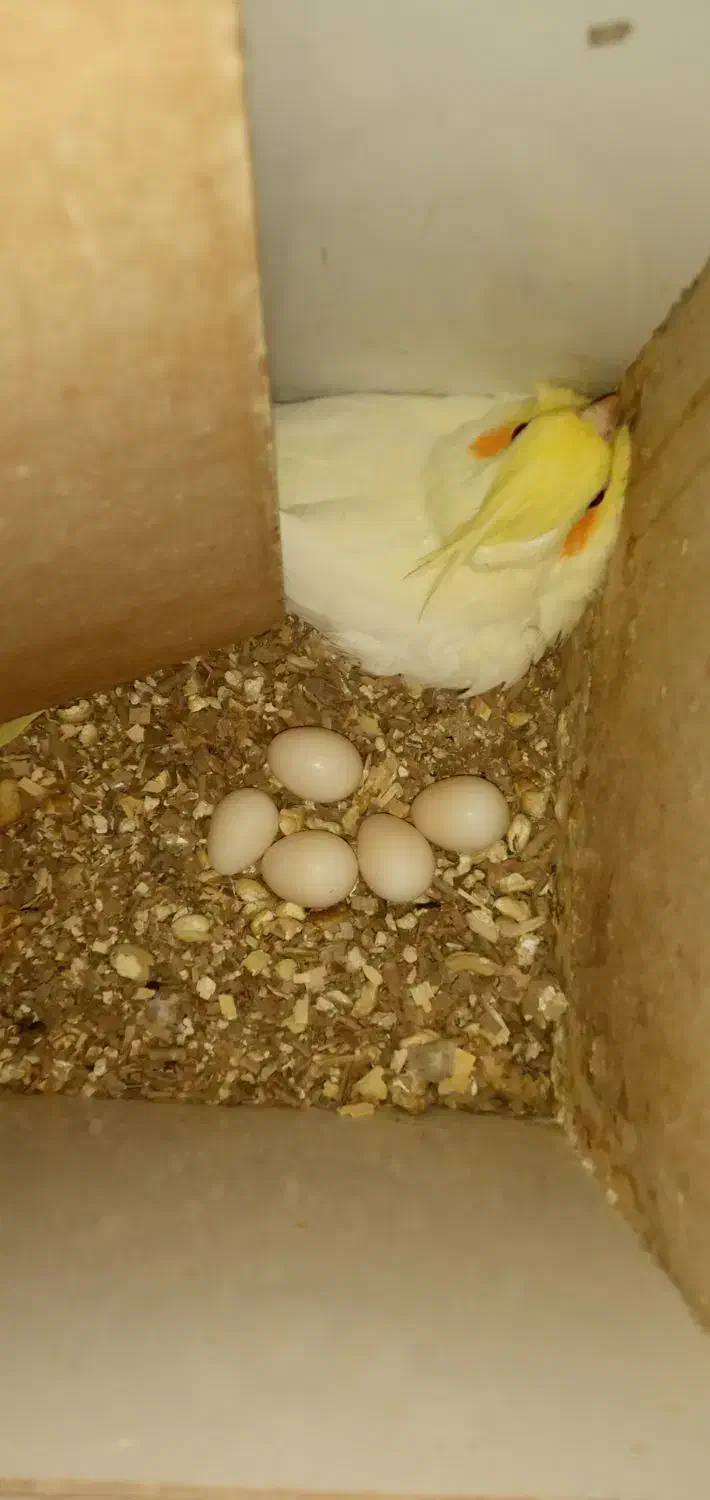 عروس هلندی نر و ماده همراه با تخم|پرنده|بوکان, |دیوار